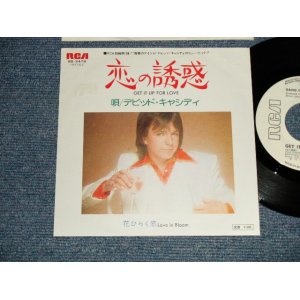 Photo: DAVID CASSIDY デビッド・キャシディ -  A) GET IT UP FOR LOVE 恋の誘惑  B) LOVE IN BLOOM 花ひらく恋 (Prod. By BRUCE JOHNSTON) (MINT-/MINT-) / 1975 JAPAN ORIGINAL "white label promo" Used 7" Single  with PICTURE COVER JACKET 